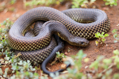 Pseudechis australis