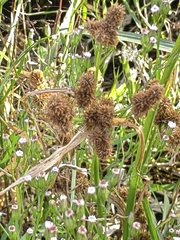 Cyperus glomeratus