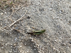 Aiolopus thalassinus tamulus