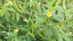 Stylosanthes biflora