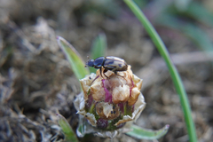 Chilothorax