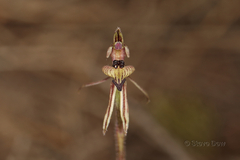 Caladenia pachychila
