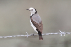 Epthianura albifrons