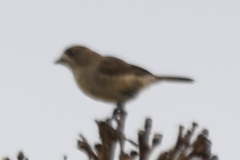 Aphelocephala leucopsis