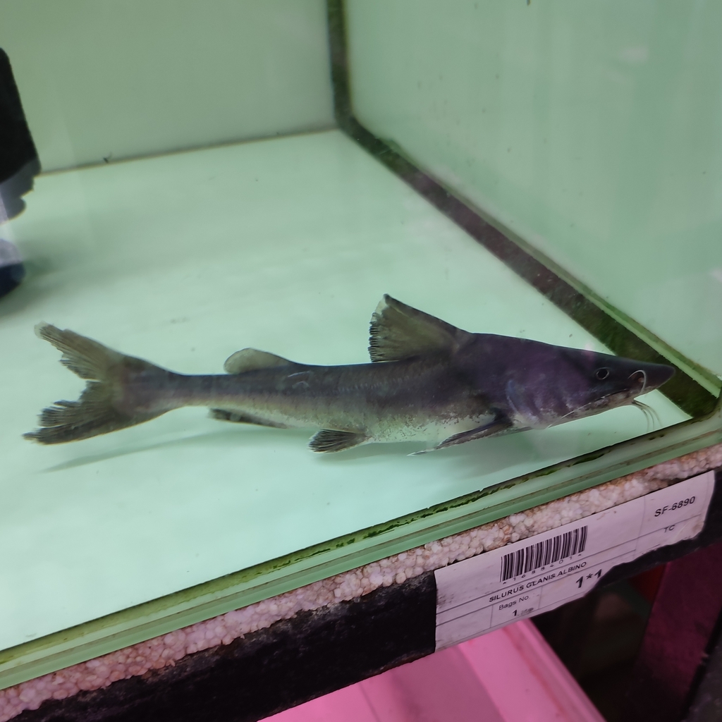 Armoured Sea Catfish