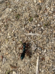 Diamma bicolor