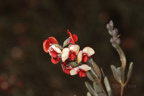 Wodjil Poison (Gastrolobium floribundum)