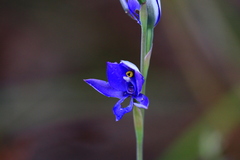 Thelymitra macrophylla