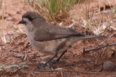 Aphelocephala leucopsis