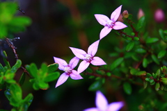 Boronia scabra scabra