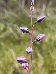 Thelymitra ixioides