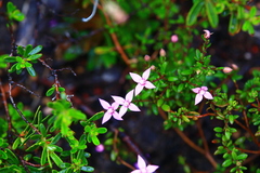 Boronia scabra scabra