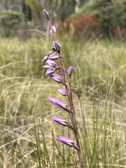 Thelymitra ixioides