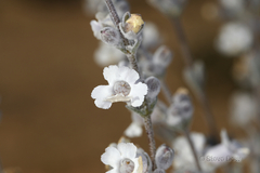 Dasymalla terminalis