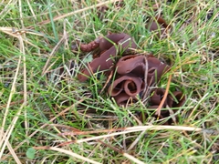 Phylloscypha phyllogena