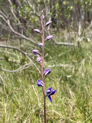Thelymitra ixioides