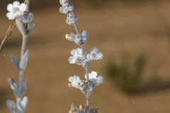 Dasymalla terminalis