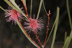 Hakea multilineata