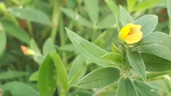 Stylosanthes biflora