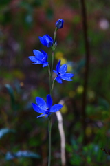 Thelymitra crinita