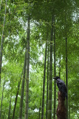 Corvus macrorhynchos japonensis