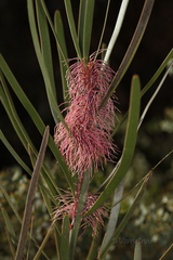 Hakea multilineata