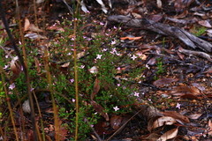 Boronia scabra scabra