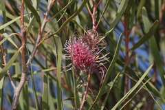 Hakea multilineata