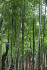 Corvus macrorhynchos japonensis