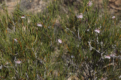 Isopogon nutans