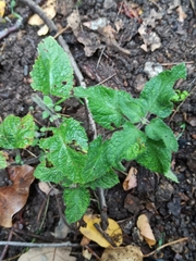 Teucrium scorodonia