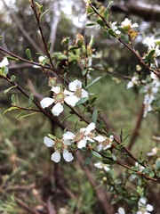 Leptospermum coriaceum
