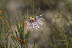 Isopogon nutans