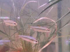 Alestopetersius brichardi