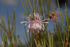 Isopogon nutans