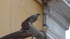 Mimus longicaudatus