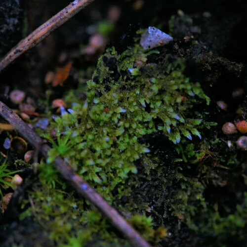 Cephaloziella exiliflora