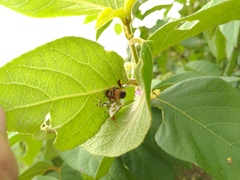 Thomisus okinawensis