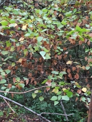Betula pendula