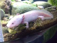Ambystoma mexicanum