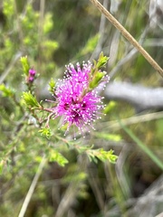 Kunzea obovata