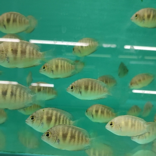 Canara pearlspot (Etroplus canarensis) — Cichlidae — 4