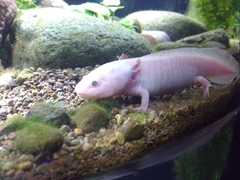 Ambystoma mexicanum