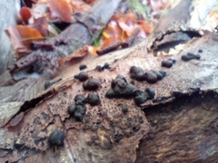Hypoxylaceae