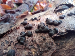 Hypoxylaceae