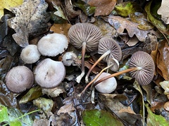 Marasmius wynneae