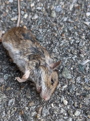 Apodemus sylvaticus