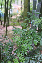 Graphium sarpedon nipponum