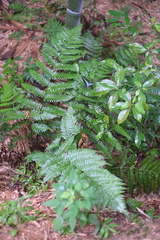 Graphium sarpedon nipponum