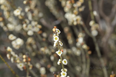 Psammomoya choretroides